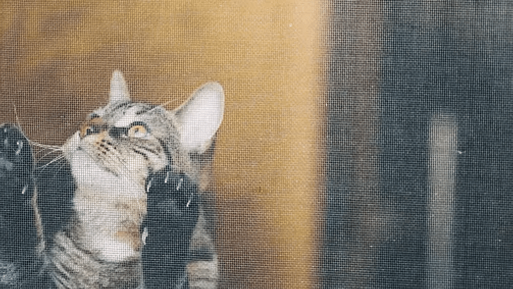Cat on screened window