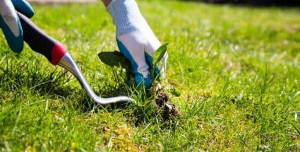 garden gloved hand pulling weeds for landscaping maintenance