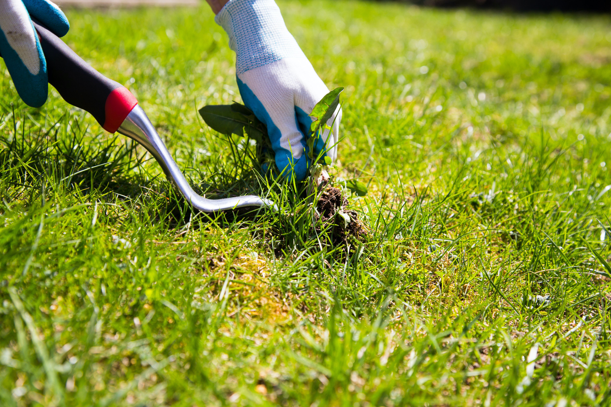 garden gloved hand pulling weeds for landscaping maintenance