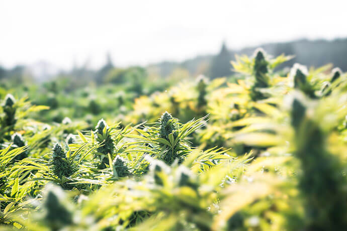 Outdoor Cannabis Flowers