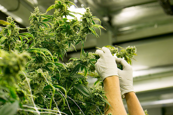 Hands Trim Cannabis Plant Marijuana Indoor Farm