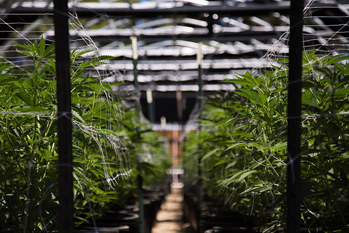 California cannabis cultivation at its finest. A close up of the marijuana farm industry. Beautiful macro and micro shots. Green house, outdoor, indoor plants and harvesting