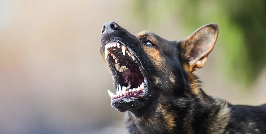 A German Shepherd is baring its teeth in aggression.
