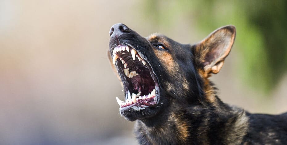 A German Shepherd is baring its teeth in aggression.